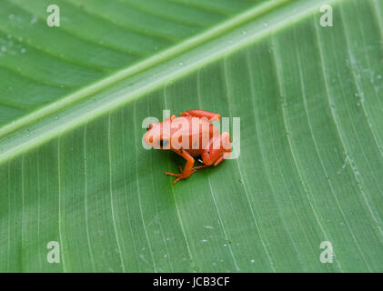 (Mantella aurantiaca Golden mantella grenouille), le Parc National de Kirindy, Madagascar Banque D'Images