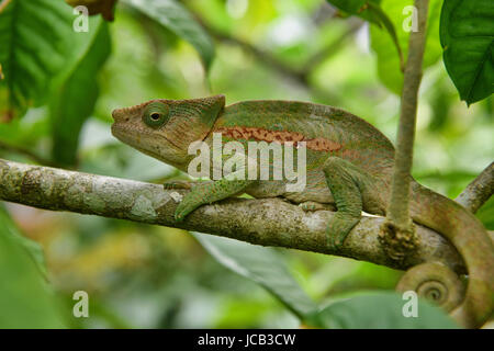 Globe-horned chameleon (globifer Calumma), Ranomafana, Madagascar Banque D'Images