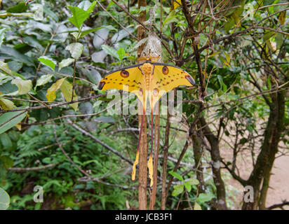 Comète géante (Argema mittrei), Parc national Parc Mantadia- Andasibe, Madagascar Banque D'Images