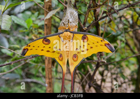 Comète géante (Argema mittrei), Parc national Parc Mantadia- Andasibe, Madagascar Banque D'Images