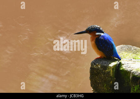 Martin-pêcheur malgache (Corythornis vintsioides), Réserve Mitsinjo, Madagascar Banque D'Images