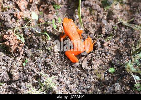 (Mantella aurantiaca Golden mantella grenouille), le Parc National de Kirindy, Madagascar Banque D'Images