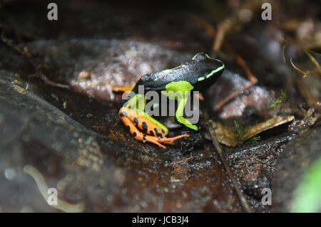 Mantella madagascariensis malgache mantella (grenouille), le Parc National de Kirindy, Madagascar Banque D'Images