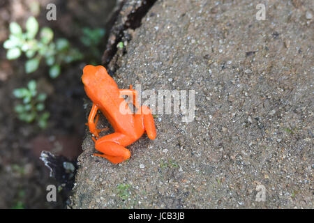 (Mantella aurantiaca Golden mantella grenouille), le Parc National de Kirindy, Madagascar Banque D'Images