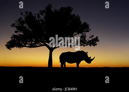 Un rhinocéros blanc est découpé sous un arbre au coucher du soleil Banque D'Images