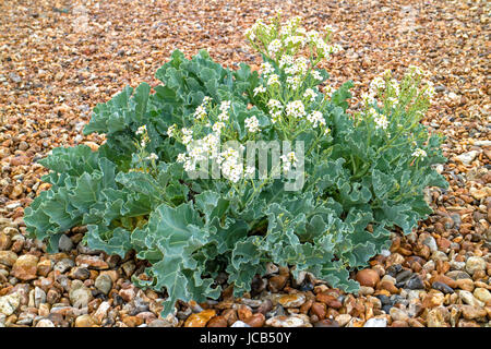 Kale Crambe maritima 'la mer' Banque D'Images