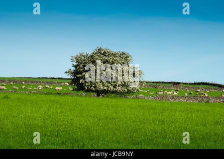 Un arbre d'aubépine en fleurs sous un ciel bleu le long de tideswell to rake Banque D'Images