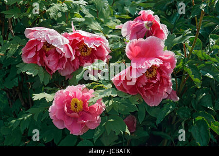 La pivoine (Paeonia suffruticosa arbre). Appelé aussi pivoine japonaise Banque D'Images