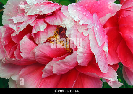 La pivoine (Paeonia suffruticosa arbre). Appelé aussi pivoine japonaise Banque D'Images