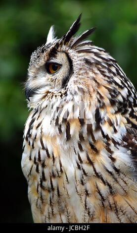 Bengal Eagle Owl Banque D'Images