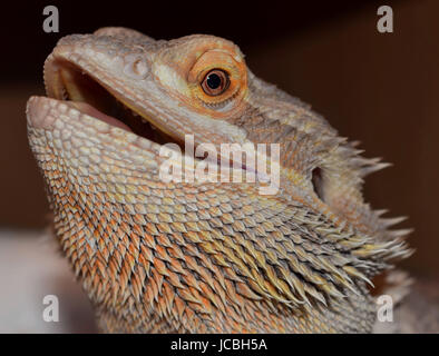 Dragon barbu Banque D'Images