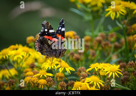 L'amiral rouge avec des ailes de papillon sur ragwort Banque D'Images