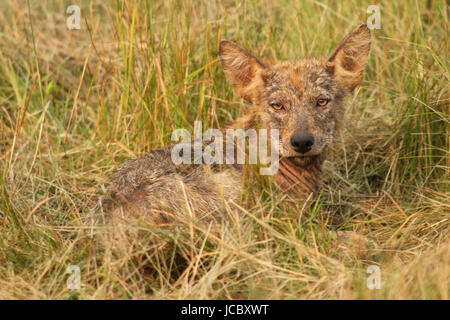 Un chien galeux portrait d'un coyote dans un champ d'été. Banque D'Images