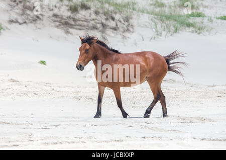 Mustangs sauvages espagnol Colonial sur les dunes et la plage dans le nord de Currituck Outer Banks Banque D'Images
