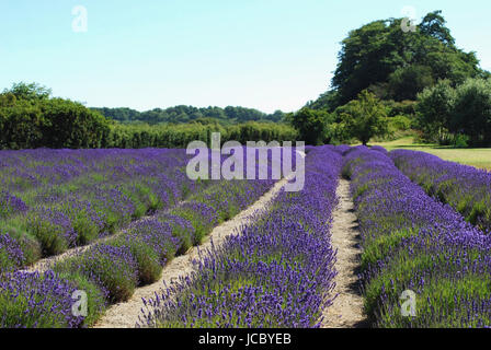 Champ de lavande en fleurs Banque D'Images