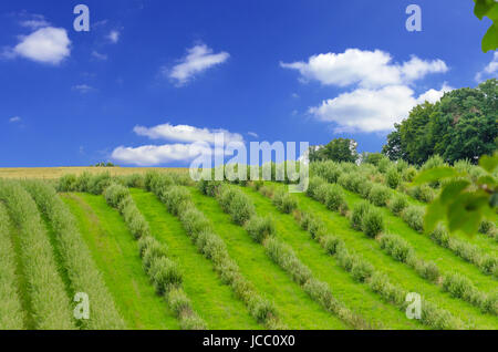 Pflanzen in einer Reihe gesetzt, im Hintergrund der blau weiße Horizont. Banque D'Images