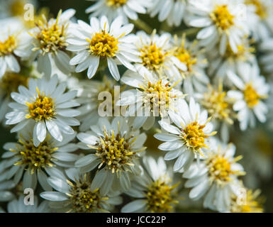 La nouvelle zelande holly fleurs Banque D'Images