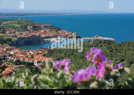 Le village médiéval de Collioure, sur la côte de la mer Méditerranée dans le sud de la France, vu depuis les hauteurs, Languedoc Roussillon, Pyrénées Banque D'Images