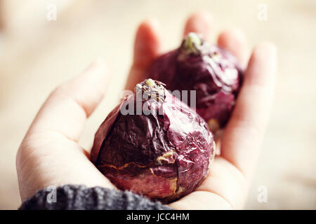 Bulbes de jacinthe avec de petits bourgeons dans une main Banque D'Images