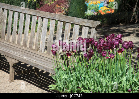 Ce banc est situé dans un jardin botanique. Le jardin en fleurs tulipes violettes fraîchement recommandés qui peuvent être trouvés partout dans le parc. Banque D'Images