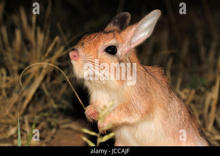 Portrait d'un train d'Afrique du Sud (Pedetes capensis) Banque D'Images