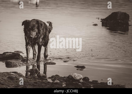 Chien errant sur la plage, au Chili Banque D'Images