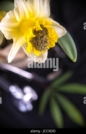 Détail de l'intérieur des bourgeons de cannabis une jonquille fleur avec stéthoscope et feuilles de marijuana dans l'arrière-plan - concept de la marijuana médicale Banque D'Images