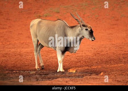 Grand mâle antilope eland (Tragelaphus oryx) , Afrique du Sud Banque D'Images