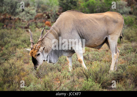 Grand mâle antilope eland (Tragelaphus oryx) alimentation, Afrique du Sud Banque D'Images