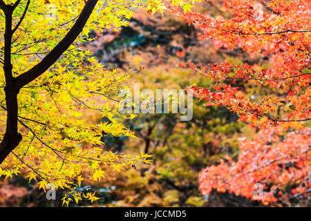 Feuilles rouges des érables en automne pour adv ou autres fins utiliser Banque D'Images