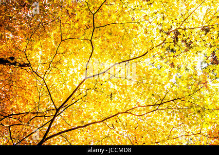 Feuilles rouges des érables en automne pour adv ou autres fins utiliser Banque D'Images