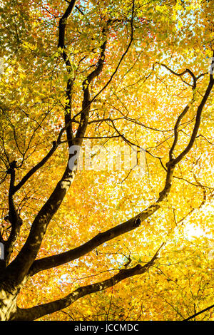 Feuilles rouges des érables en automne pour adv ou autres fins utiliser Banque D'Images