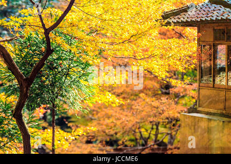 Feuilles rouges des érables en automne pour adv ou autres fins utiliser Banque D'Images