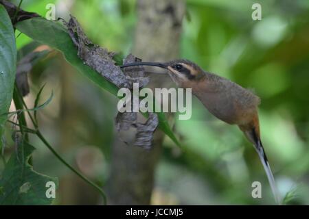 Un Colibri se nourrit de nectar de plantes dans une forêt tropicale. Iguassu, Brésil. Banque D'Images