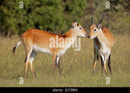 Deux jeunes hommes antilopes cobes lechwes rouges (Kobus leche) dans les prairies, le sud de l'Afrique Banque D'Images