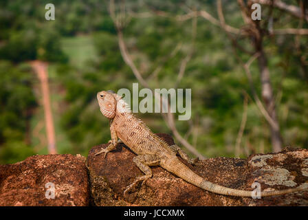 Un grand caméléon (genre : chamaeleonidae) repose sur le bord d'un mur sur l'ancienne fortess de Sigiriya au Sri Lanka avec la jungle ci-dessous. Banque D'Images