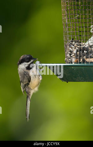 La mésange sur les semences d'alimentation. Banque D'Images