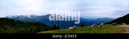 Kühe auf einer Alm dans Südtirol, Italien ; im Hintergrund die schneebedeckten Berge der Texelgruppe Stubaier Alpen und der Himmel ; Panoramabild bedeckter ; vaches sur un alpage dans le Tyrol du Sud, Italie ; dans le contexte les montagnes enneigées de l'Texelgroup et sur les Alpes de Stubai ; ciel couvert ; photo panoramique Banque D'Images