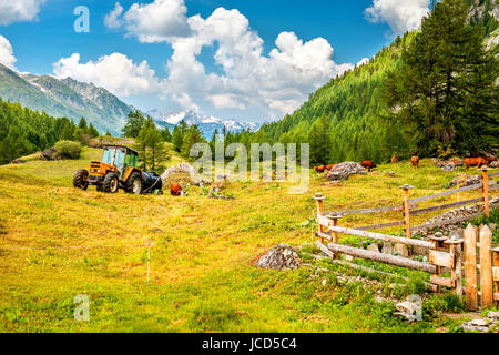 Une ferme dans les Alpes, avec un tracteur et un troupeau de vaches et les montagnes en arrière-plan n Banque D'Images