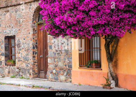 Bougainvilliers croissant de la maison dans quartier historique de Colonia del Sacramento, Uruguay. C'est l'une des plus anciennes villes de Uruguay Banque D'Images