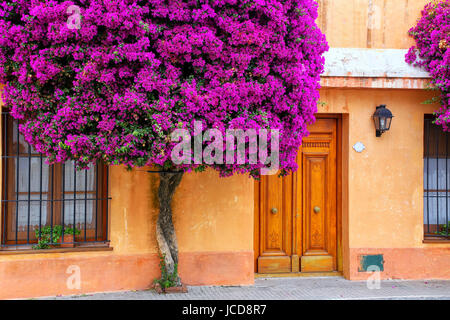 Bougainvilliers croissant de la maison dans quartier historique de Colonia del Sacramento, Uruguay. C'est l'une des plus anciennes villes de Uruguay Banque D'Images