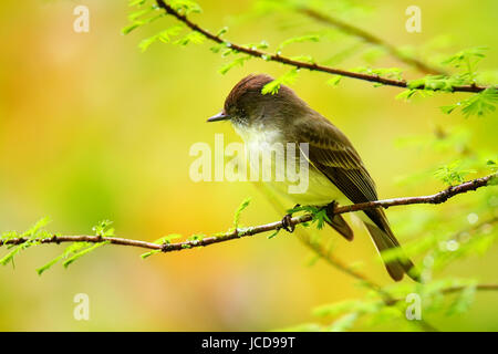 Moucherolle phébi (Sayornis phoebe) assis sur une branche d'arbre Banque D'Images