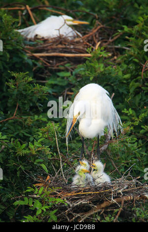 Grande Aigrette (Ardea alba) dans un nid avec les poussins Banque D'Images