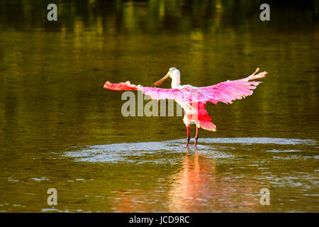 Roseate spoonbill (Platalea ajaja) diffusion wings Banque D'Images