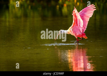 Roseate spoonbill (Platalea ajaja) diffusion wings Banque D'Images