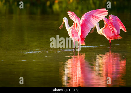 Roseate spoonbill (Platalea ajaja) diffusion wings Banque D'Images