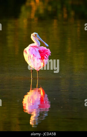 Roseate spoonbill (Platalea ajaja) pataugeant dans l'eau Banque D'Images