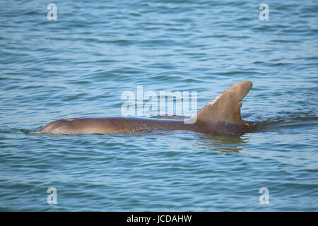 Grand dauphin commun montrant dorsale près de Sanibel Island en Floride Banque D'Images