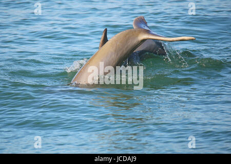 Queue de dauphin commun plongée près de l'île de Sanibel en Floride Banque D'Images