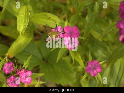 Un Colibri papillon sur quelques douces fleurs Williams Banque D'Images